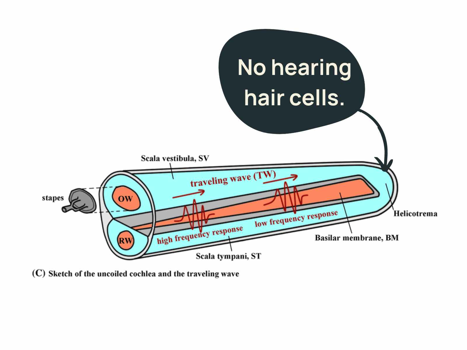 What Can Humans Hear? Exploring the World of Auditory Perception